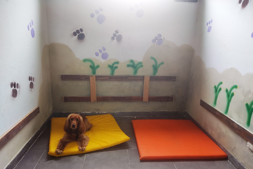 Socialización canina
